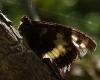 Brintesia circe